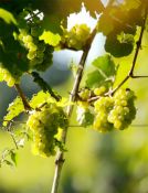 Wein Grauburgunder