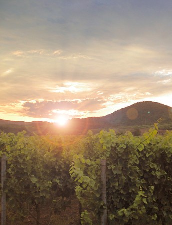 Müller Thurgau Make Müller Great Again 2021 Emil Bauer