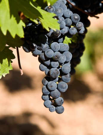 Tempranillo Manon 2017 Bodegas Mano a Mano