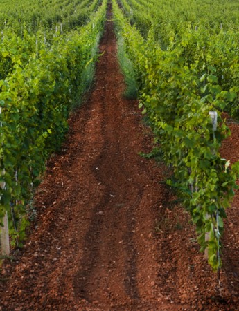 Sessantanni Primitivo di Manduria Weinpaket -Festmacher-