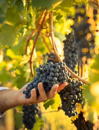 Blauer Zweigelt Edelgrund 2019 Stiegelmar