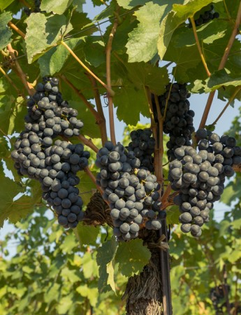 Rosé 2023 Stiegelmar