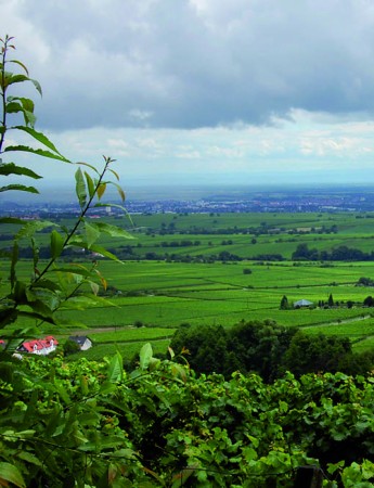 Weingut Sankt Annaberg