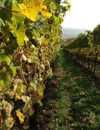 Pinot Brut Natur Sekt Weingut Siener