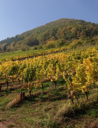 Pinot Brut Natur Sekt Weingut Siener