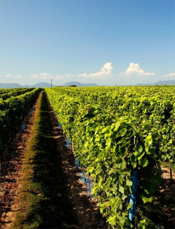 Chardonnay 2023 Weingut Bus