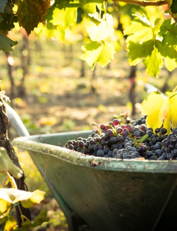 Sommerfrische Frizzante Österreich Weingut Stiegelmar