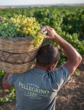 rose cantine pellegrino